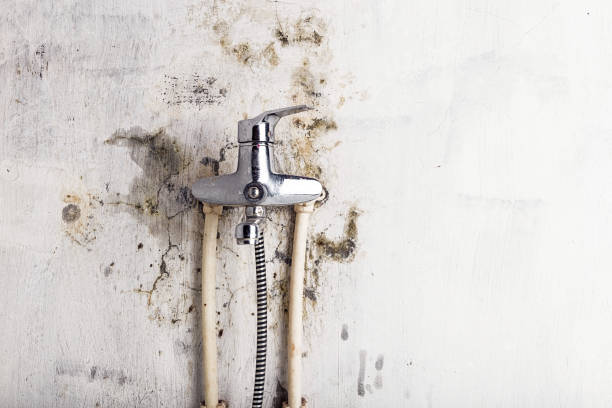  Laguna Park, TX Mold Removal Pros