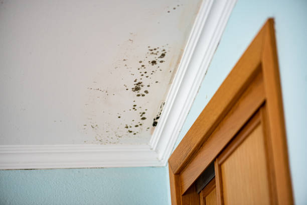 Best Mold Removal Process  in Laguna Park, TX