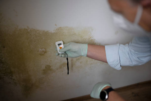 Best Mold Damage Repair  in Laguna Park, TX