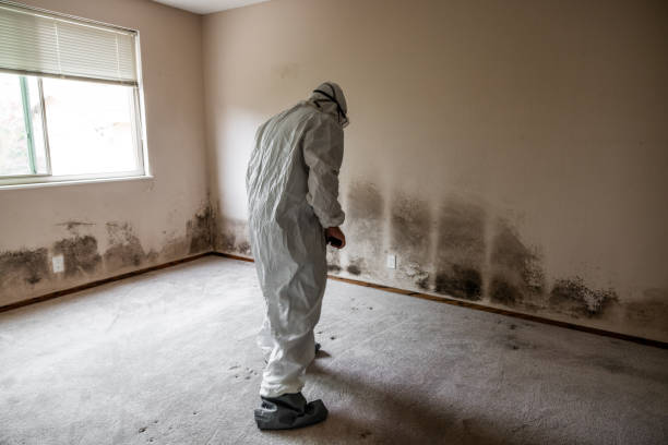 Best Black Mold Removal  in Laguna Park, TX