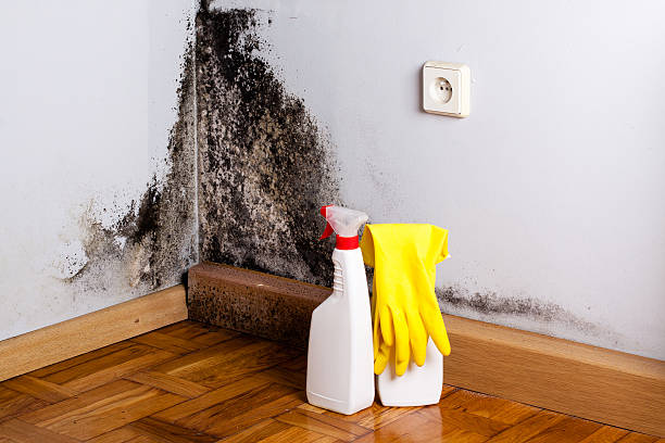 Best Crawl Space Mold Removal  in Laguna Park, TX