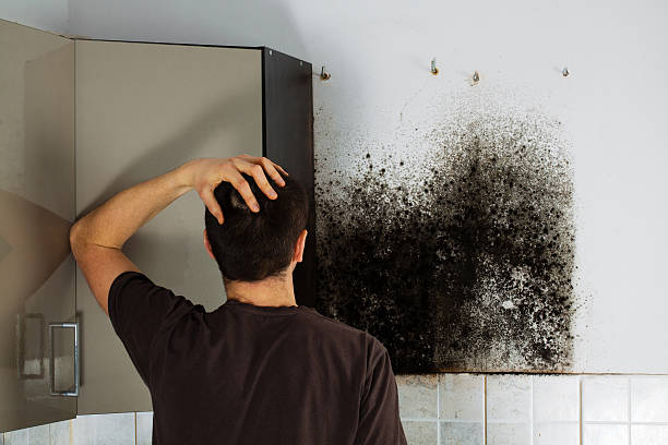 Mold Removal Process in Laguna Park, TX