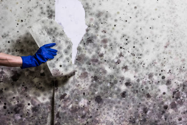 Best Professional Mold Removal  in Laguna Park, TX