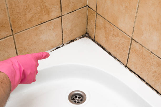 Best Toxic Mold Removal  in Laguna Park, TX